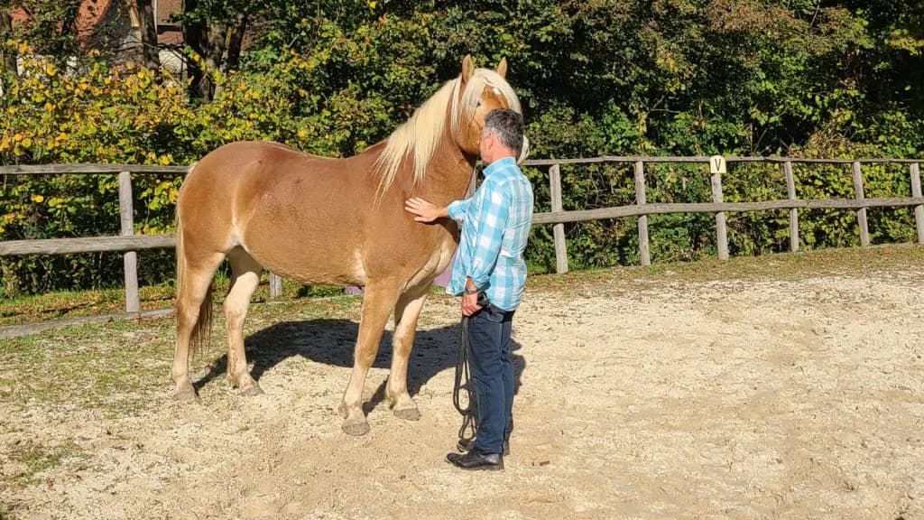 Un coach flatte l'encolure d'un cheval dans un manège, séance d'équicoaching pour dirigeant.