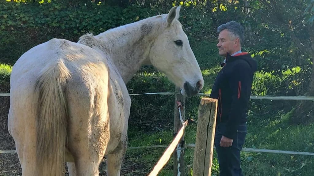 Face-à-face entre un coach et un cheval blanc près d'une clôture, exercice d'équicoaching.
